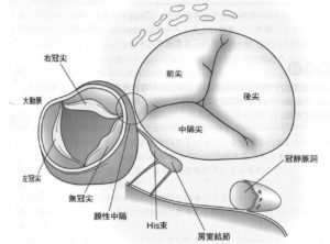 三尖弁手術の基本知識