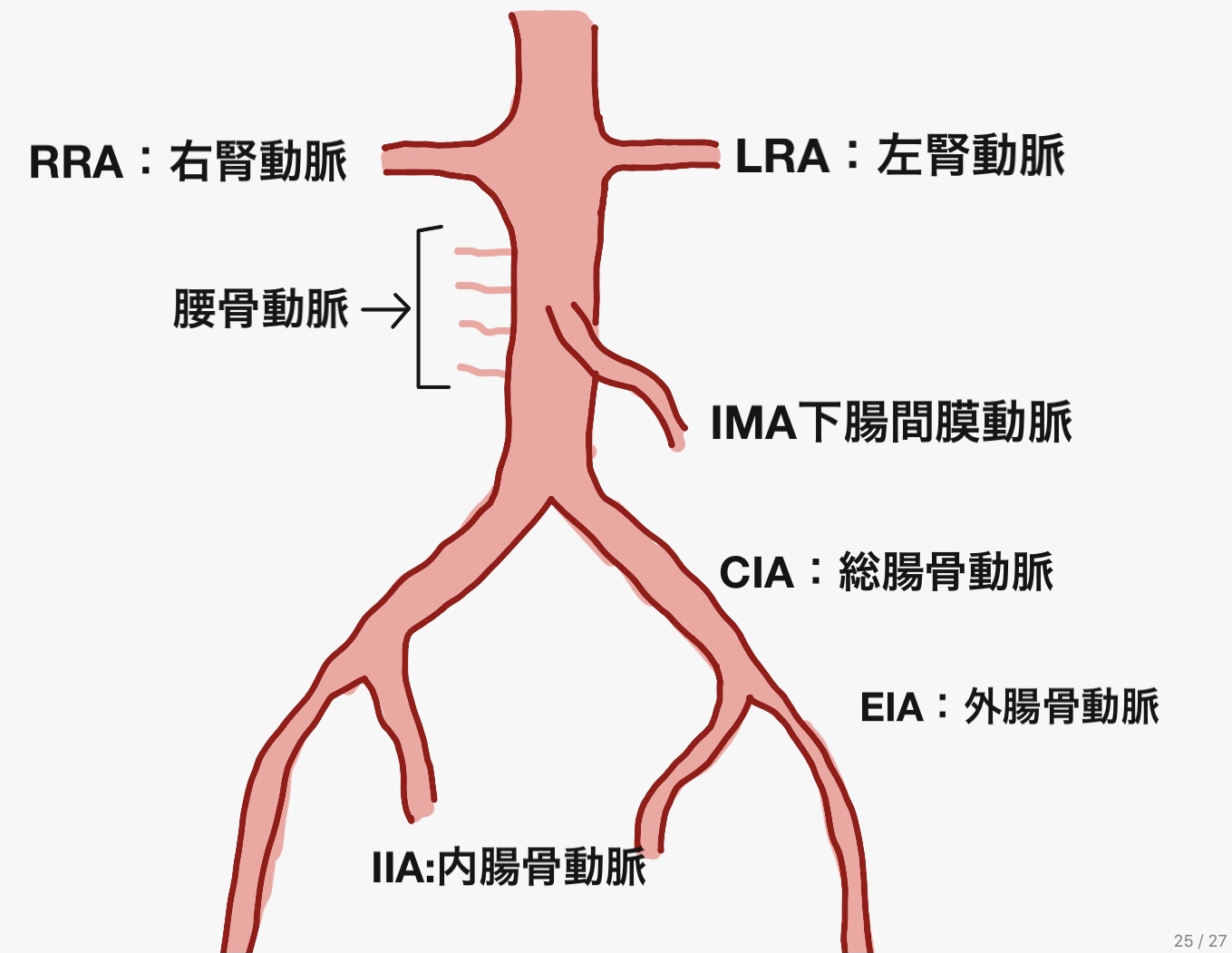 腹部大動脈瘤手術（AAA)の基本知識